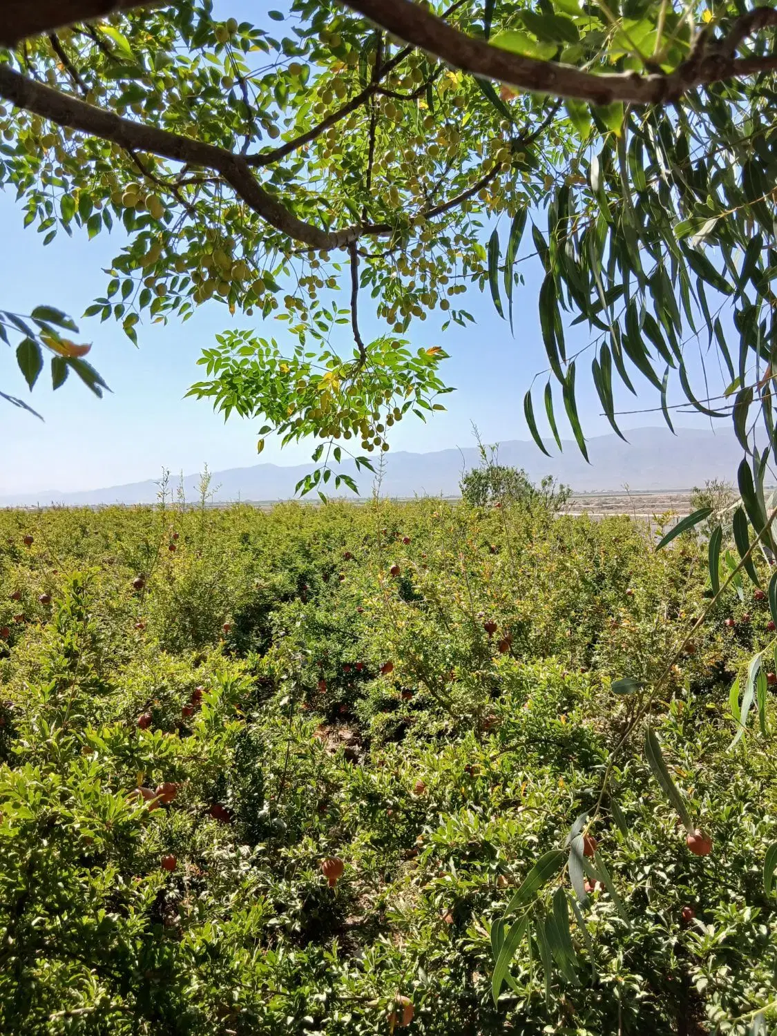 باغ مخصوص خانواده شهرکی