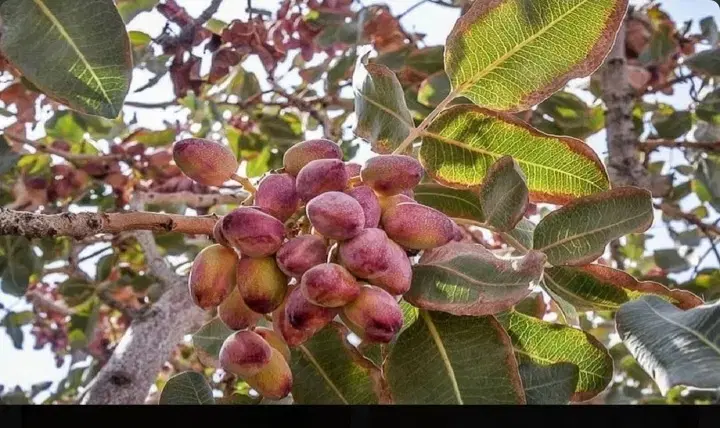 باغ پسته