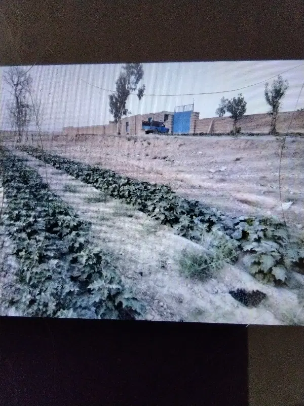 زمین مناسب باغ و ویلا کمربندی دانشگاه ازاد پیشوا