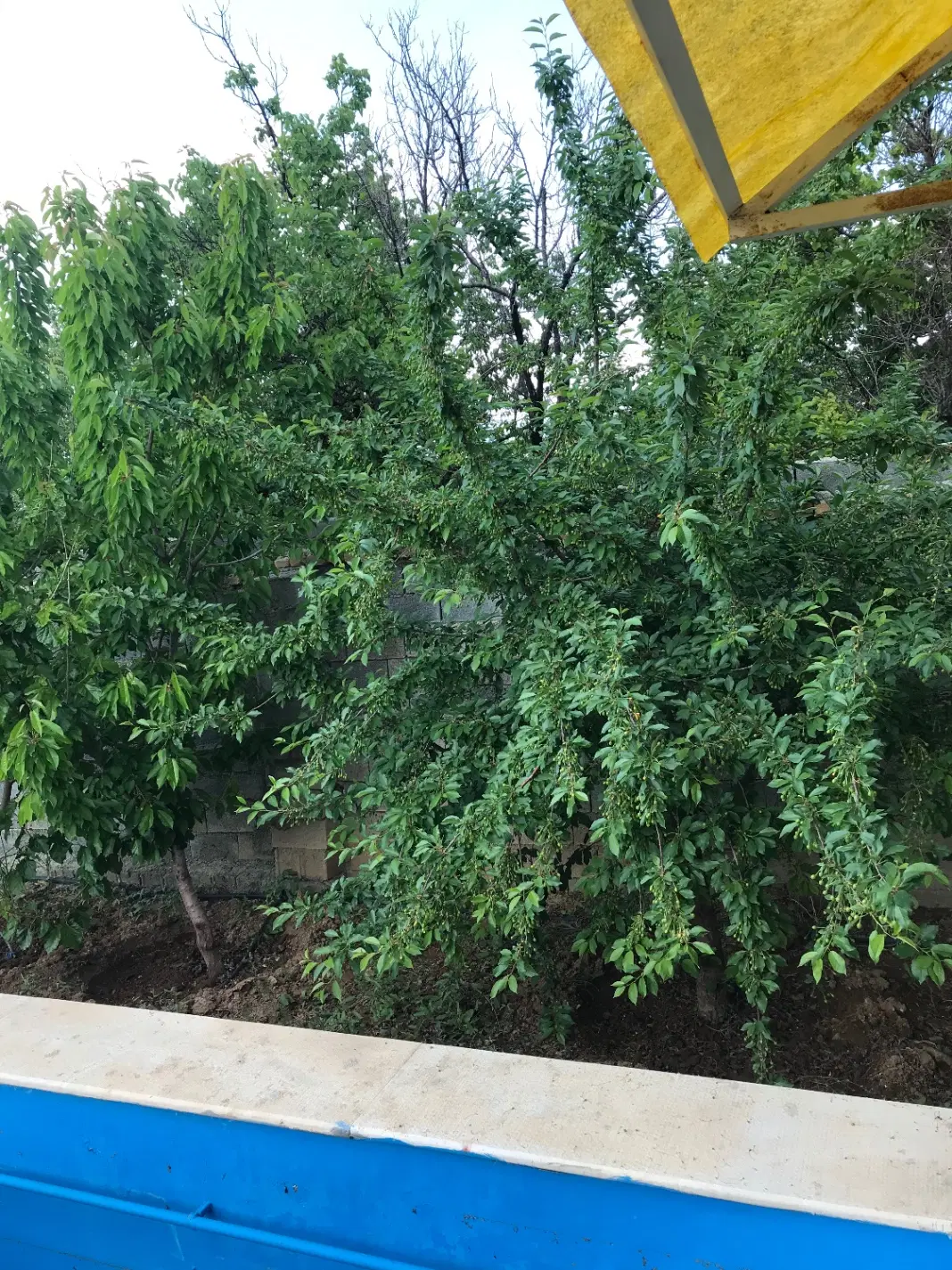 فروش باغچه گیلاوند _ کیلان