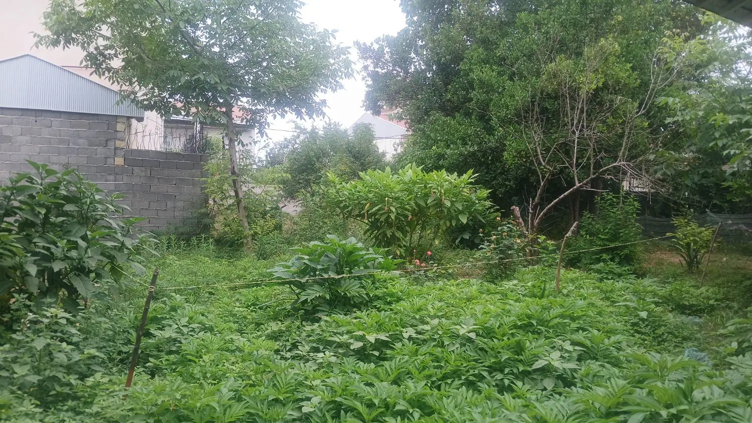 ۲۰۰مترزمین مسکونی شهری سنگر رشت