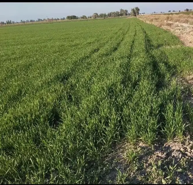 زمین کشاورزی