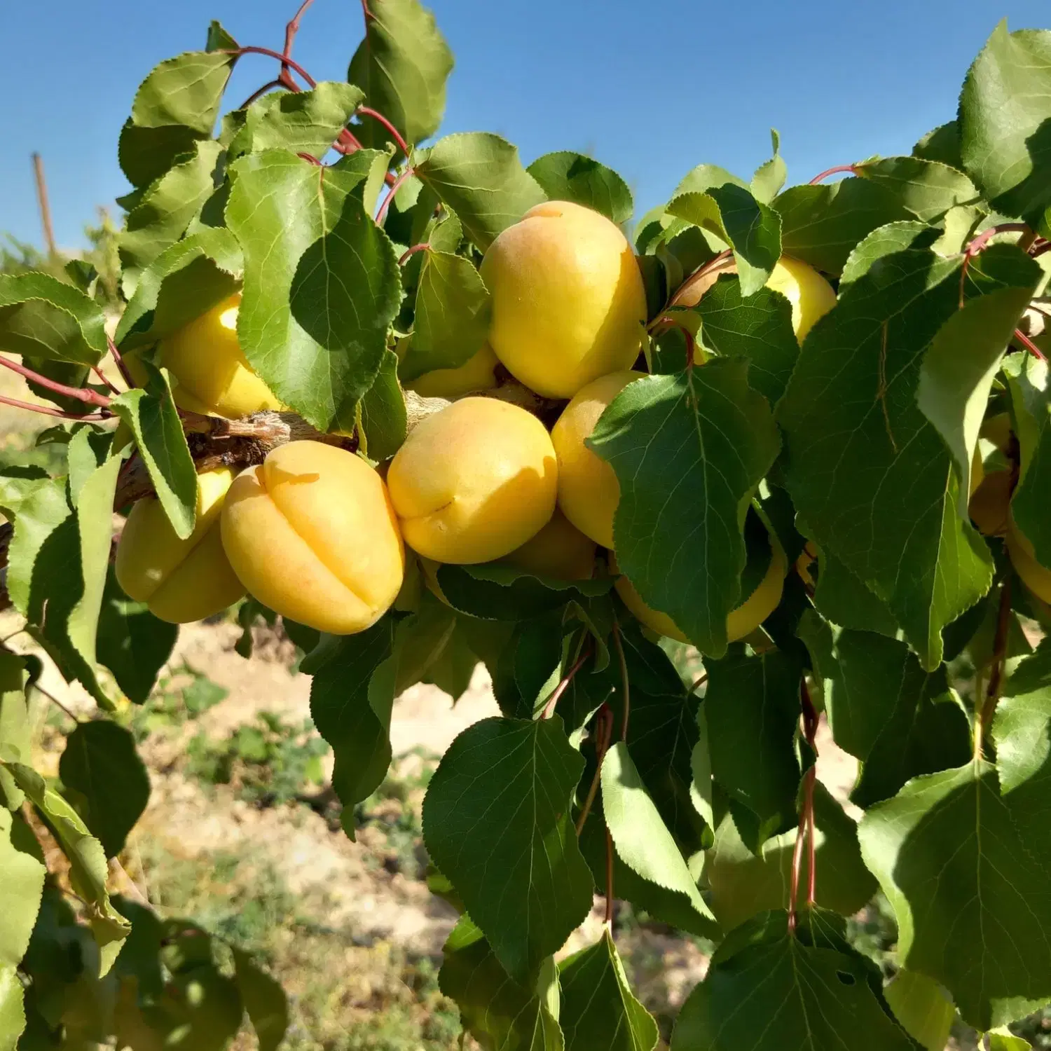 باغ میوه قطره ای باآب و برق