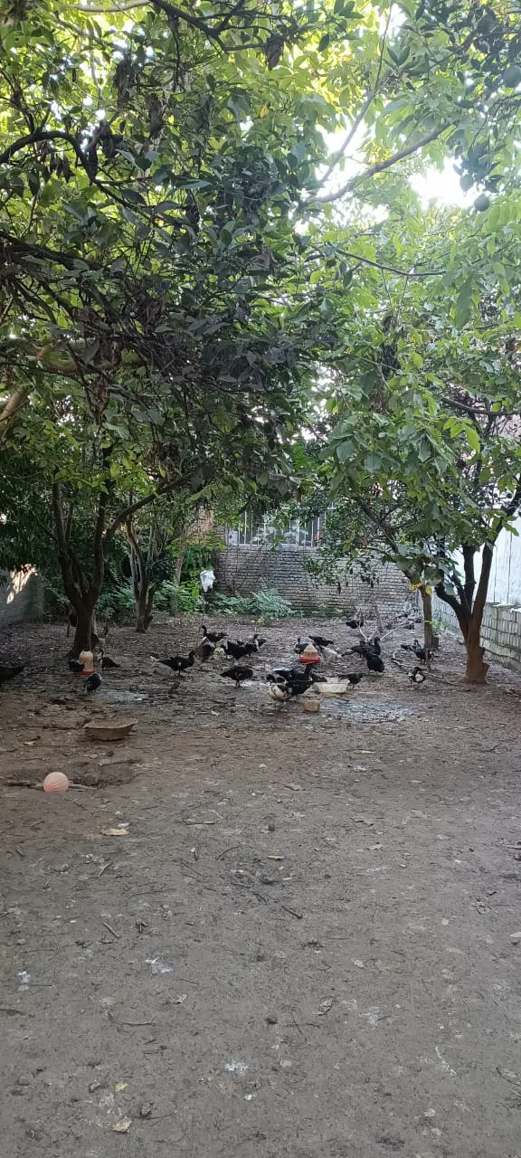زمین مسکونی ترکمحله قائمشهر