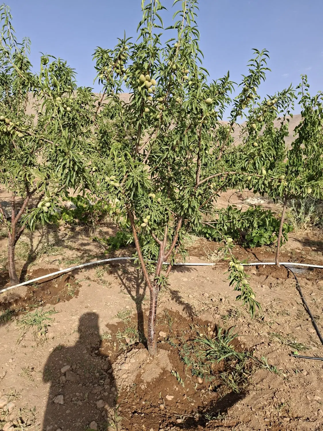 زمین فرزنداوری طرح۳فرزندی الهیه۱۶۰ متری۶دانگ