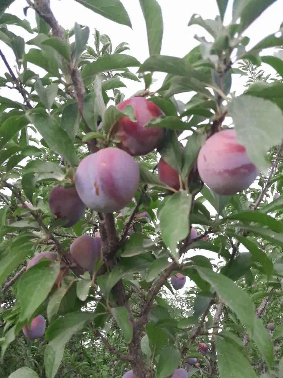 زمین کشاورزی قشلاق