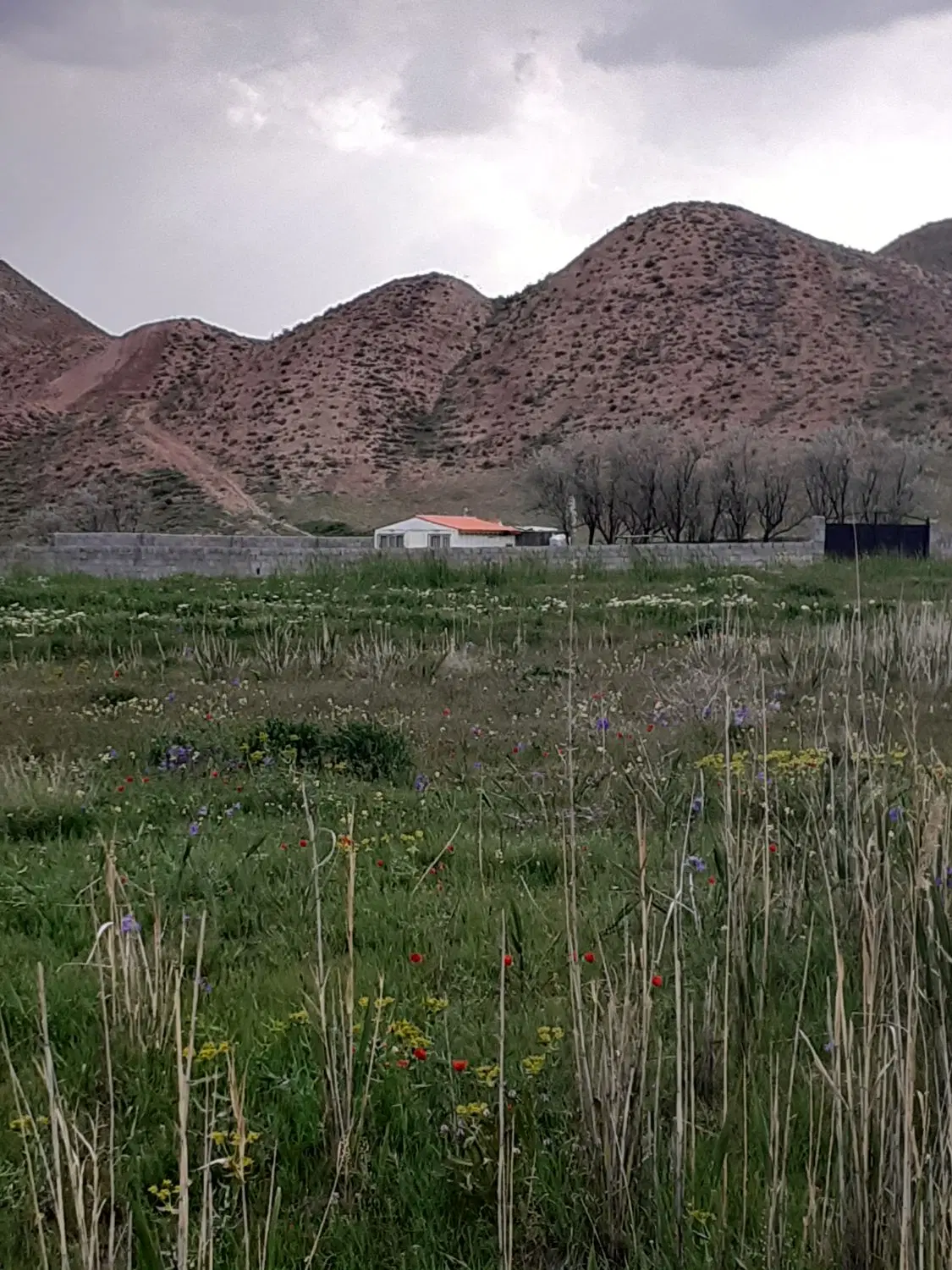 باغ در روستای  اولی کندی
