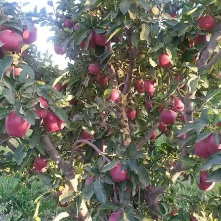 اجاره سیب لوکس در  اشنویه