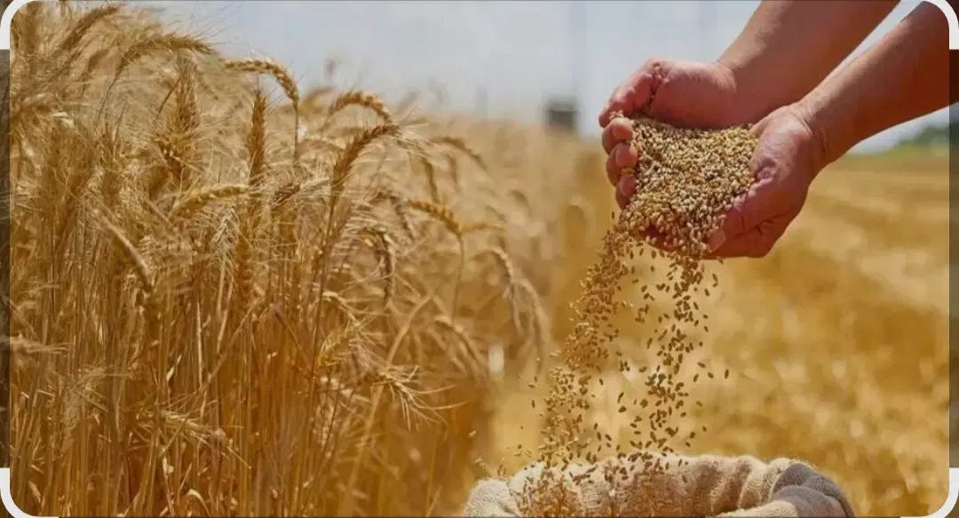 زمین شراکتی میخوام برا کاشت گندم و کلزا