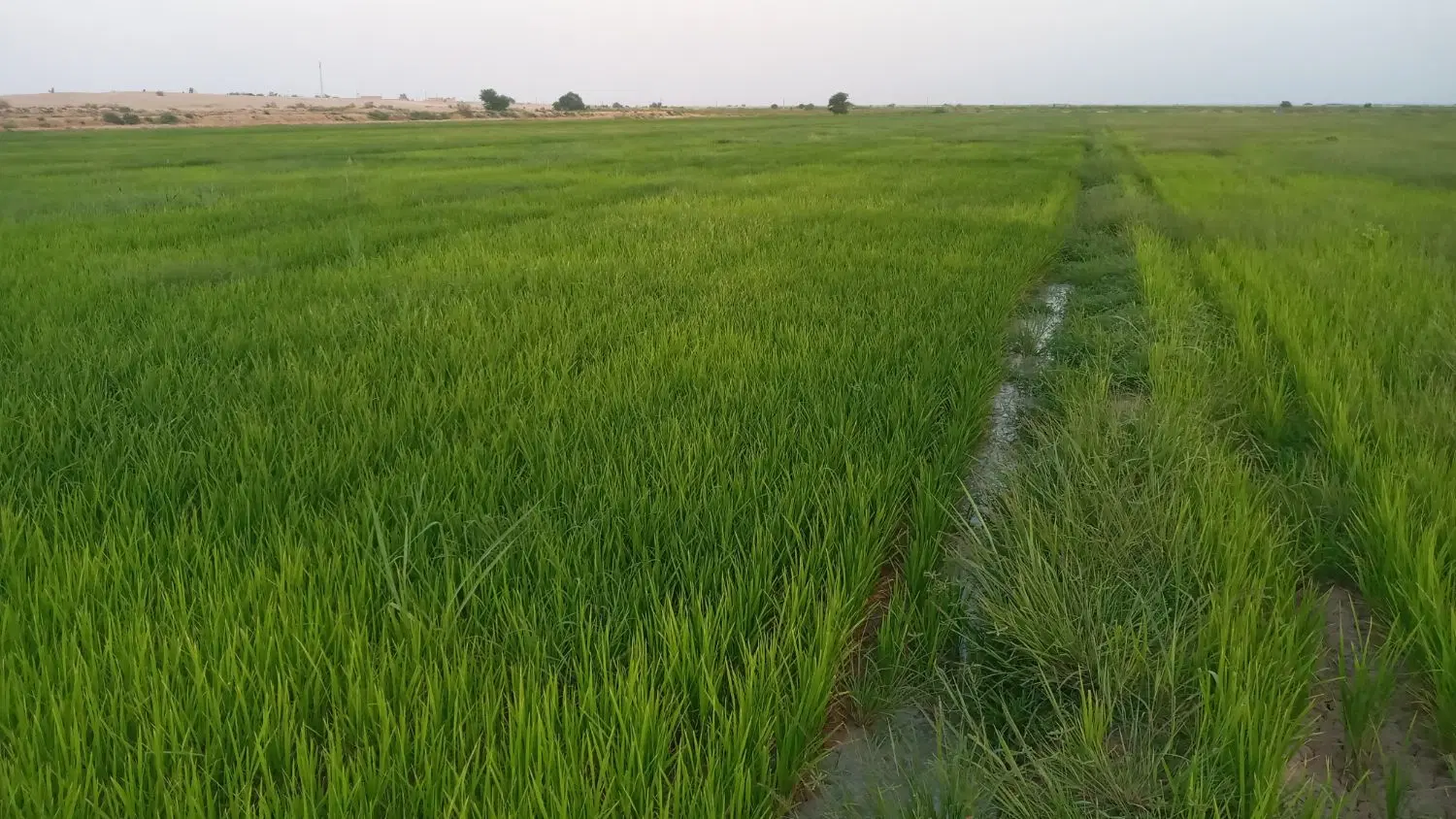 شوشتر