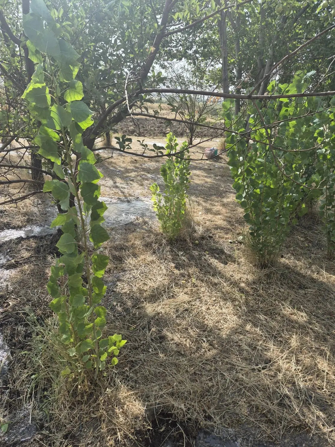 سوله ایبک آباد