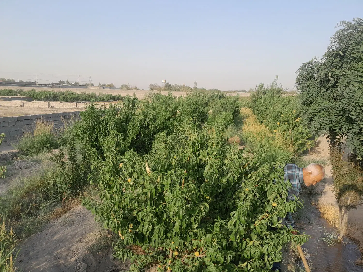 باغچه ۵۰۰ متری قبچاق ملارد