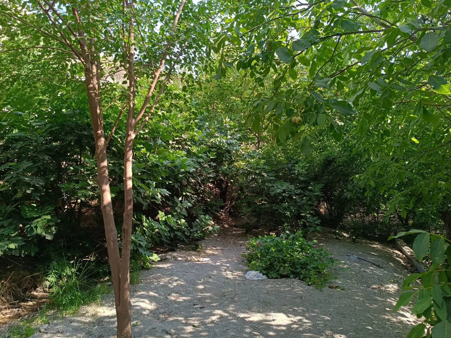 خانه باغ با آب چشمه 24 ساعته