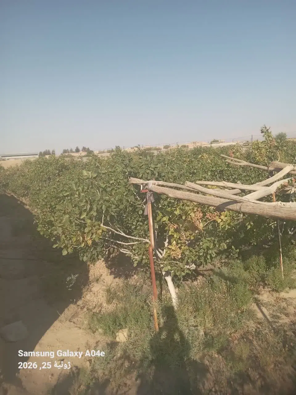باغ پسته بسیار درجه یک