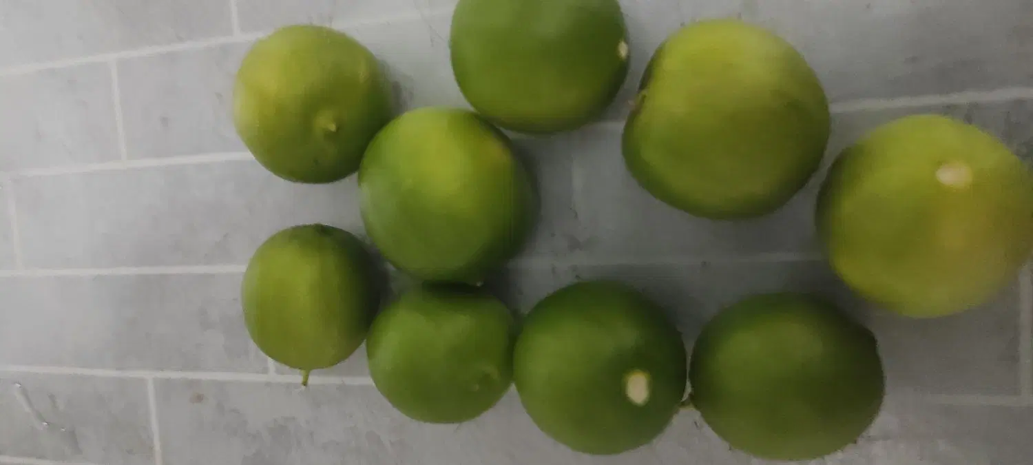 اجاره باغ لیمو ترش