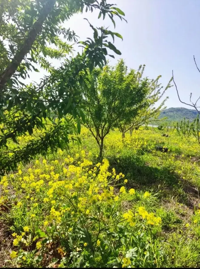 زمین 1700 متری مناسب سرمایه گذاری چغاهروشی