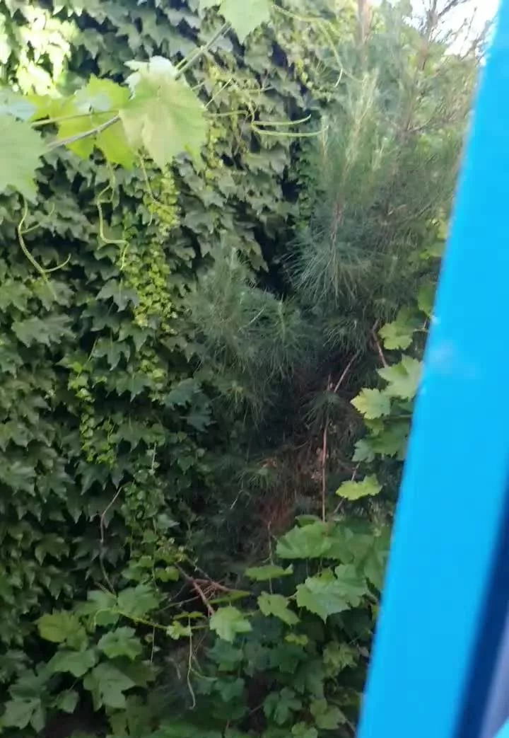باغچه هزار متری جنگلی باصفا