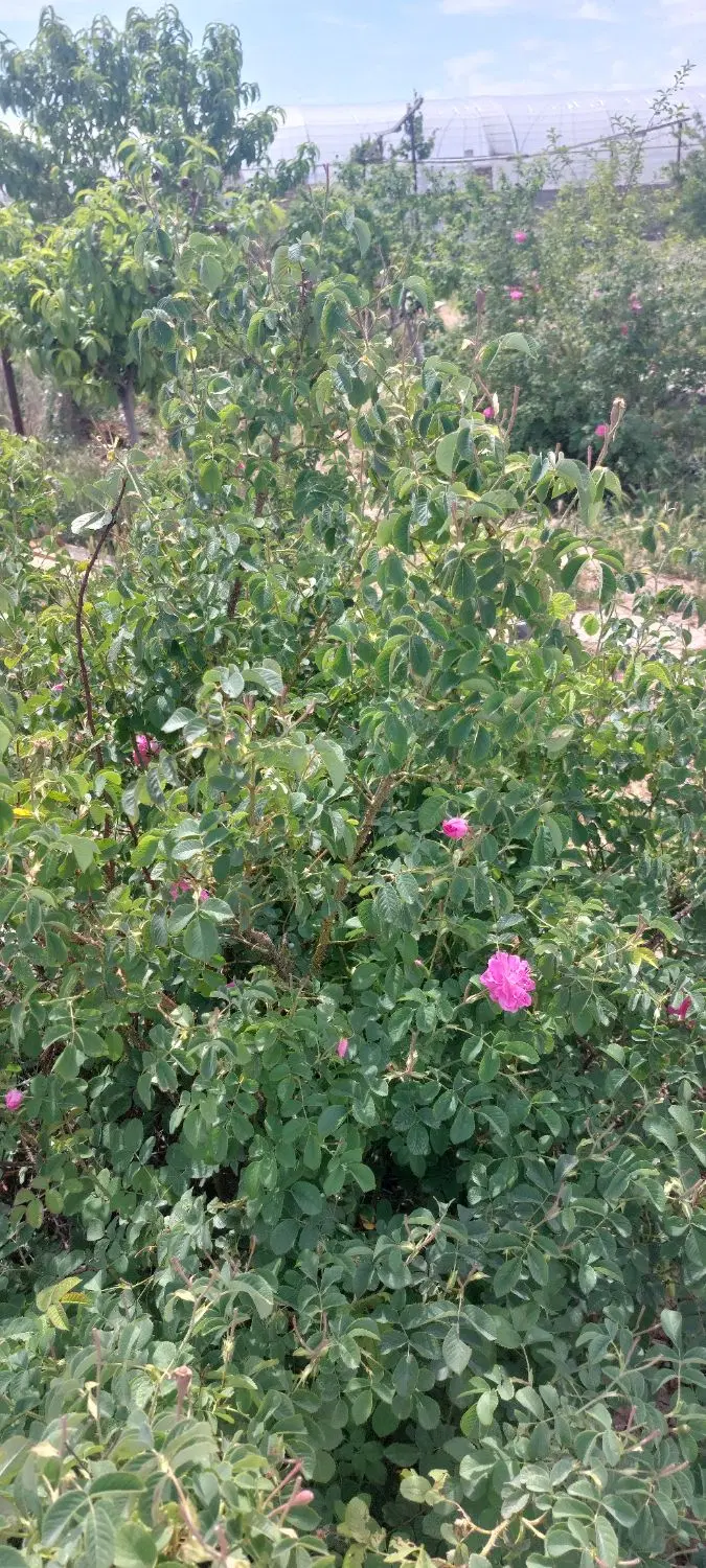باغچه