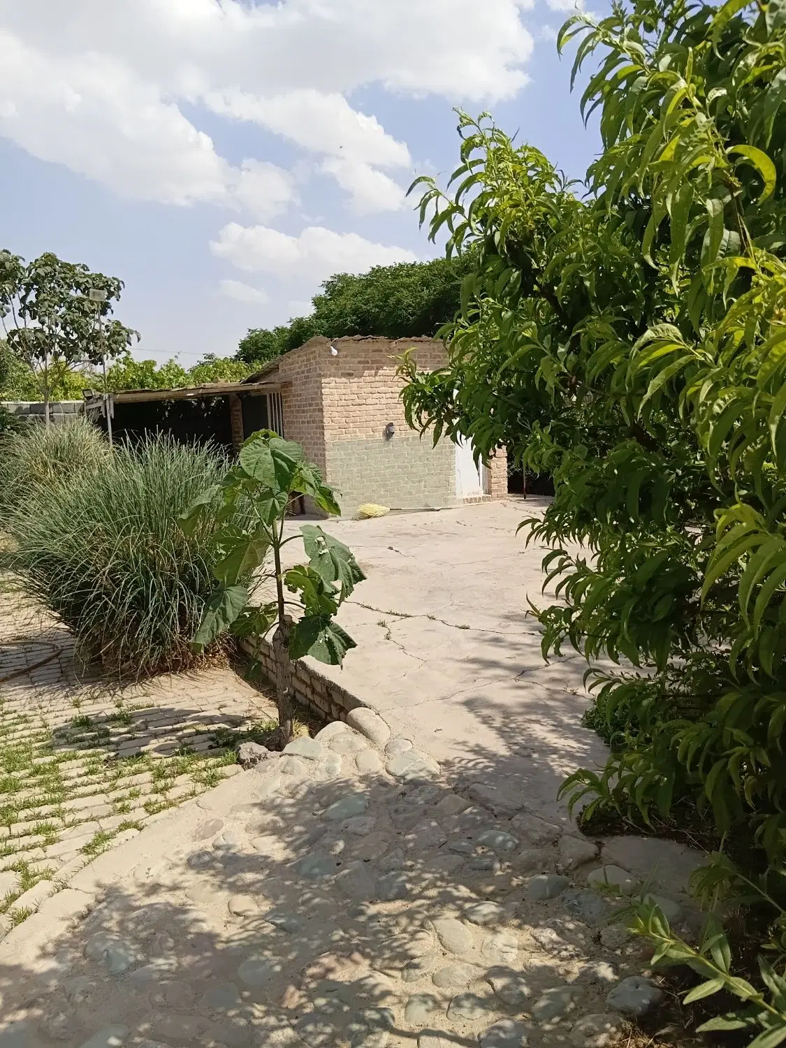 باغ سند تک برگ ۱۴۲۰