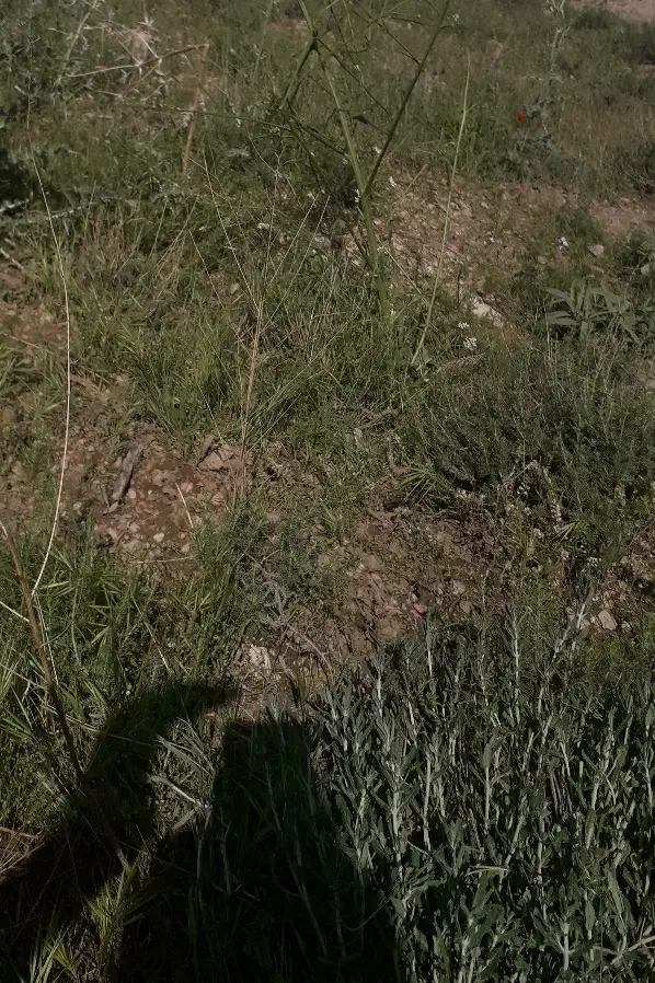 زمین کشاورزی