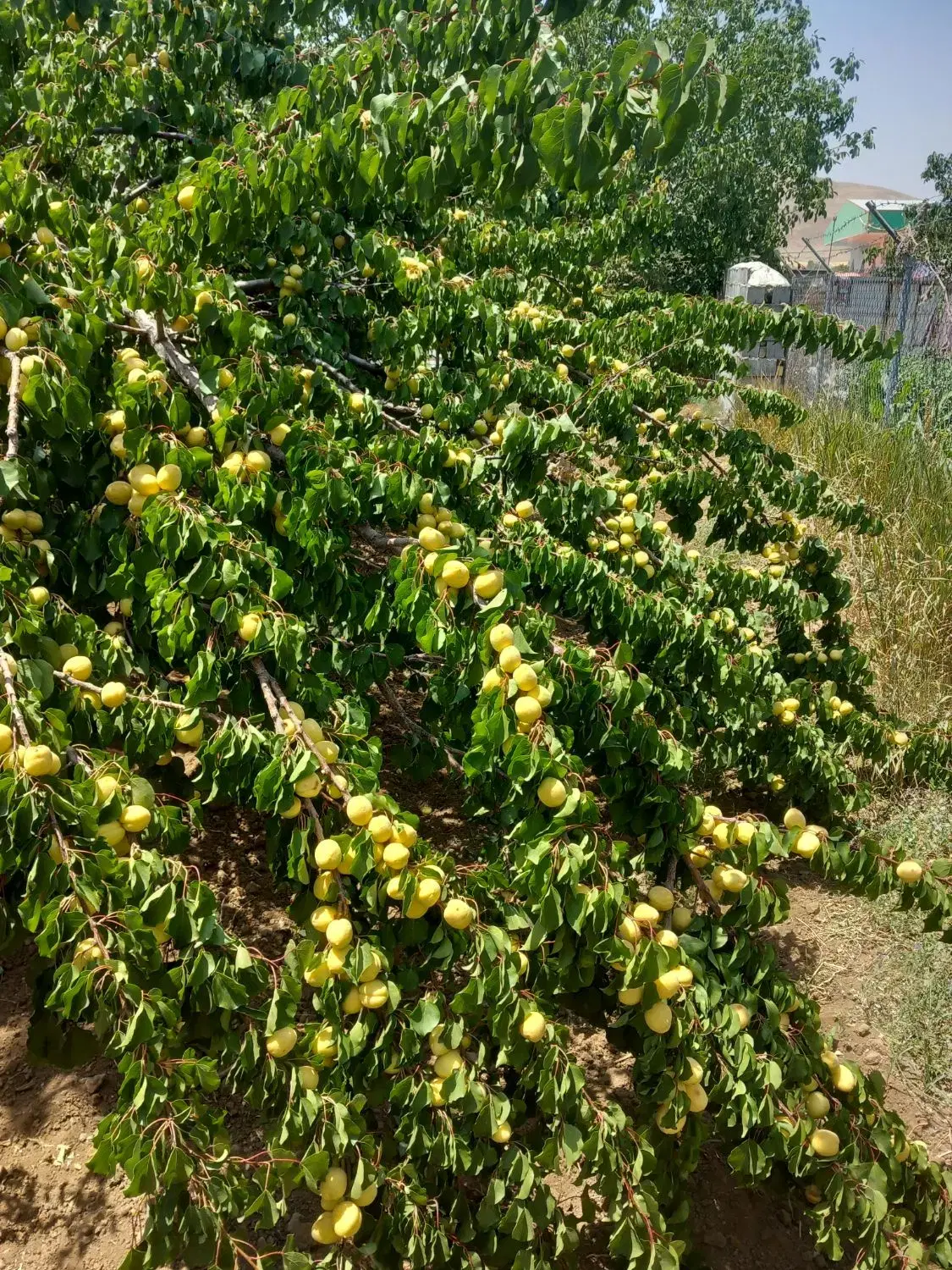 باغ گردو