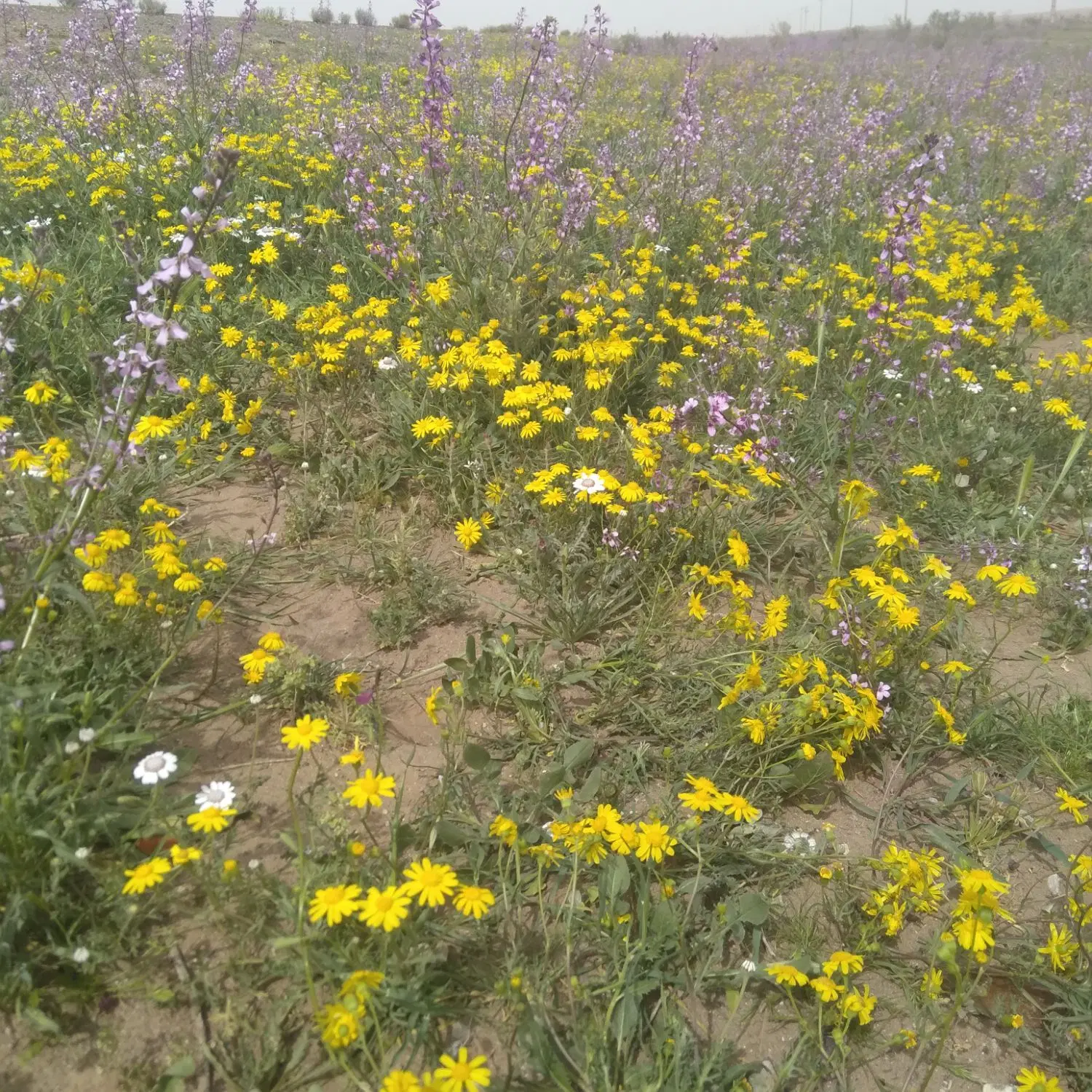 فروش زمین مسکن ملی