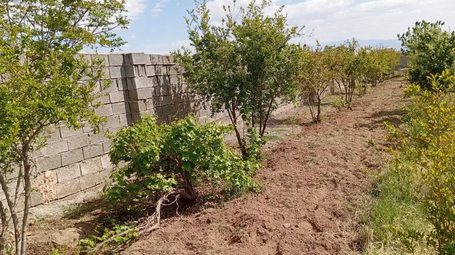 باغ ویلا نرسیده به روستای کسکن