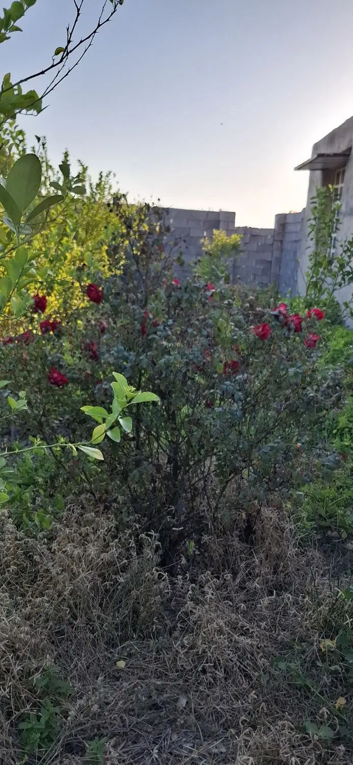 ویلا باغ ثمری