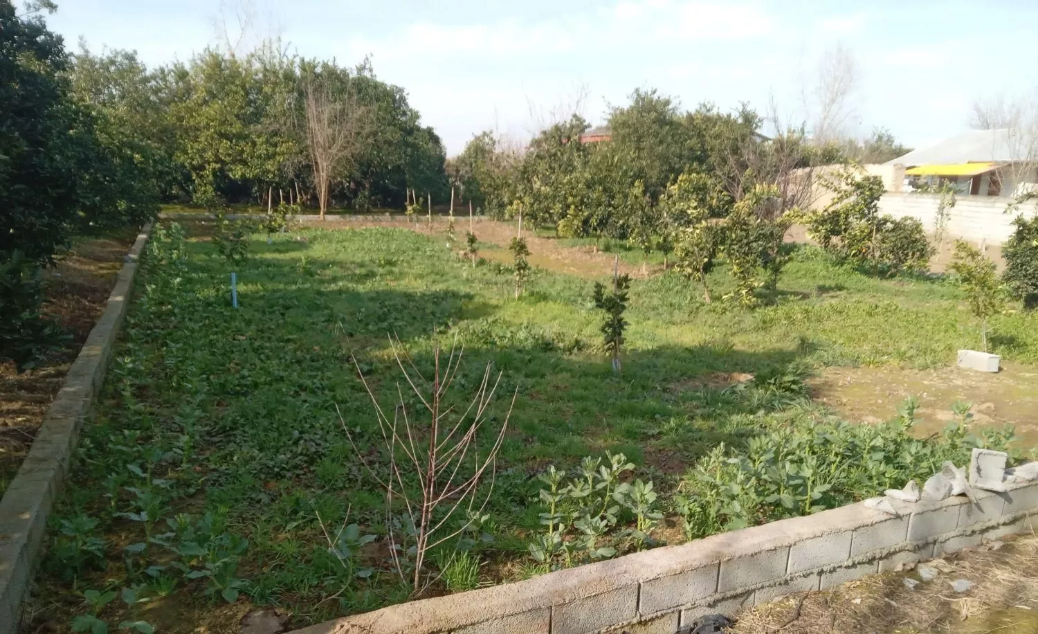 زمین خانه سرا۴۶۸ متری گیله کلا