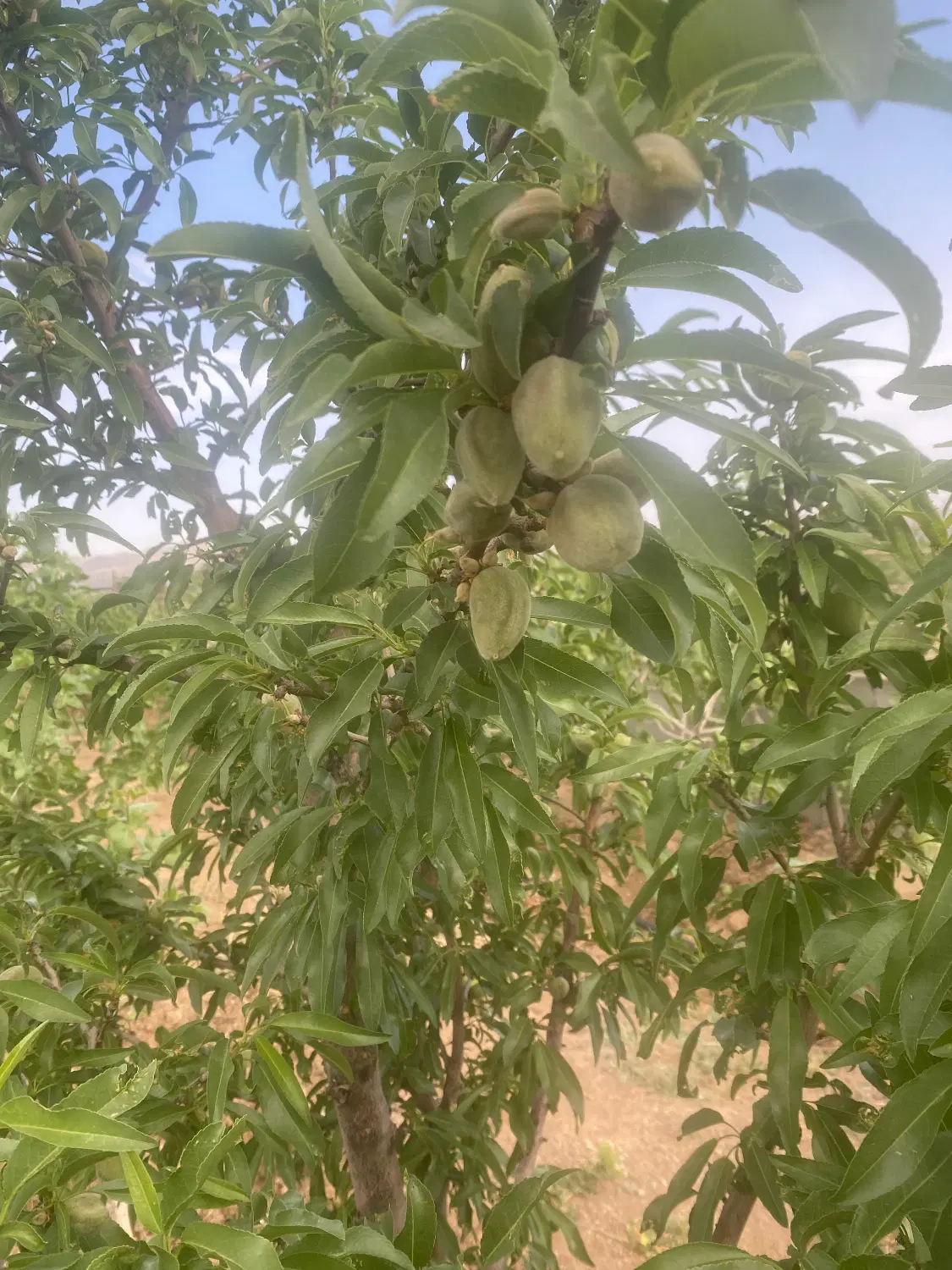 باغ پسته