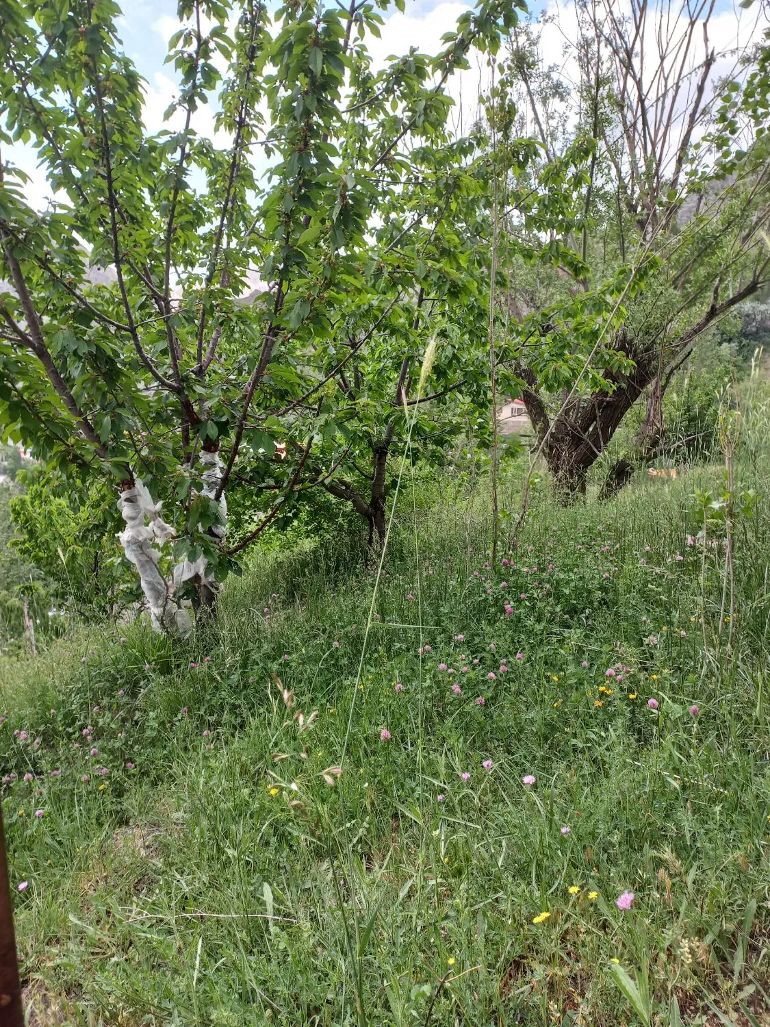 چالوس پل خواب