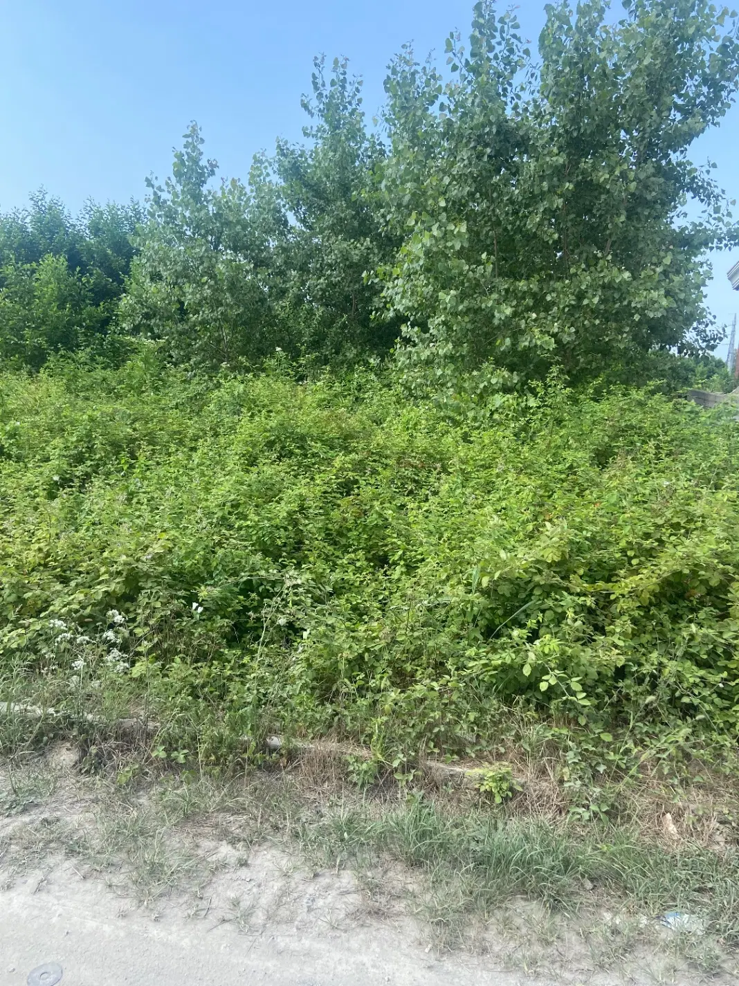 باغ روبروی متخصصین بی واسطه