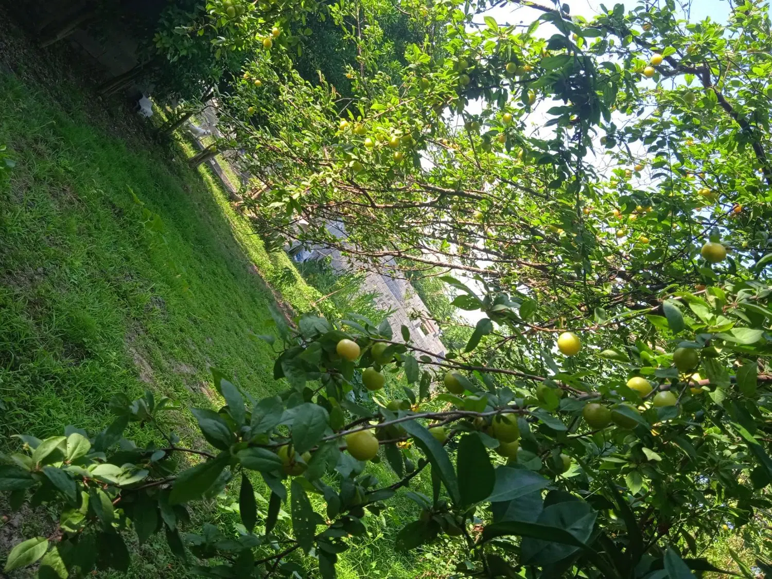 خانه ویلایی
