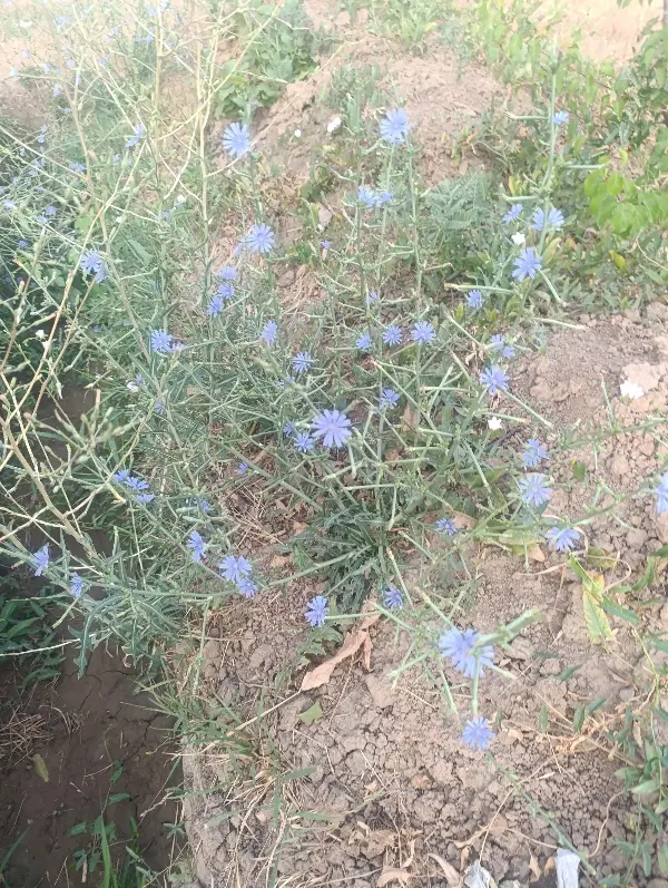 باغ روستای کنجینه
