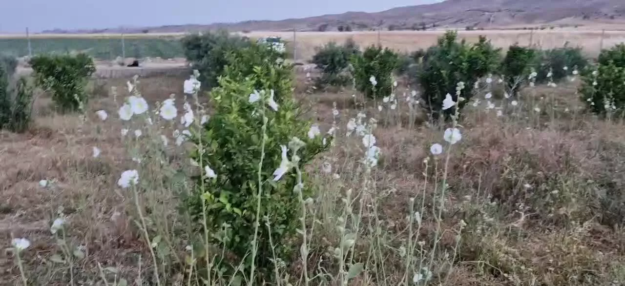 باغ میوه و زیتون در قلعه تل بین ایذه و باغملک