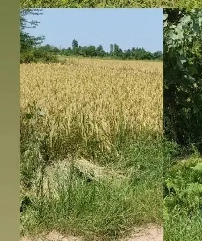 فروش شالیزار برآسفالت