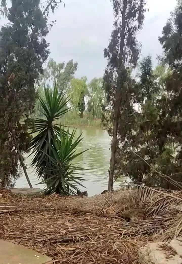 شالیزار
