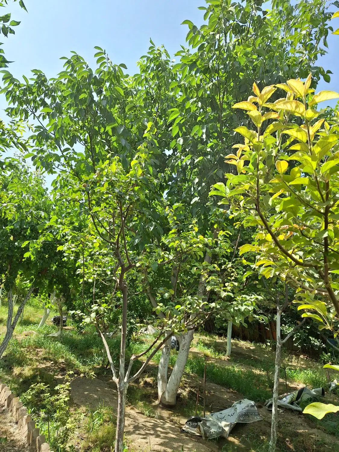 باغچه ۵۰۰متری درجای دنج ونزدیک تهران