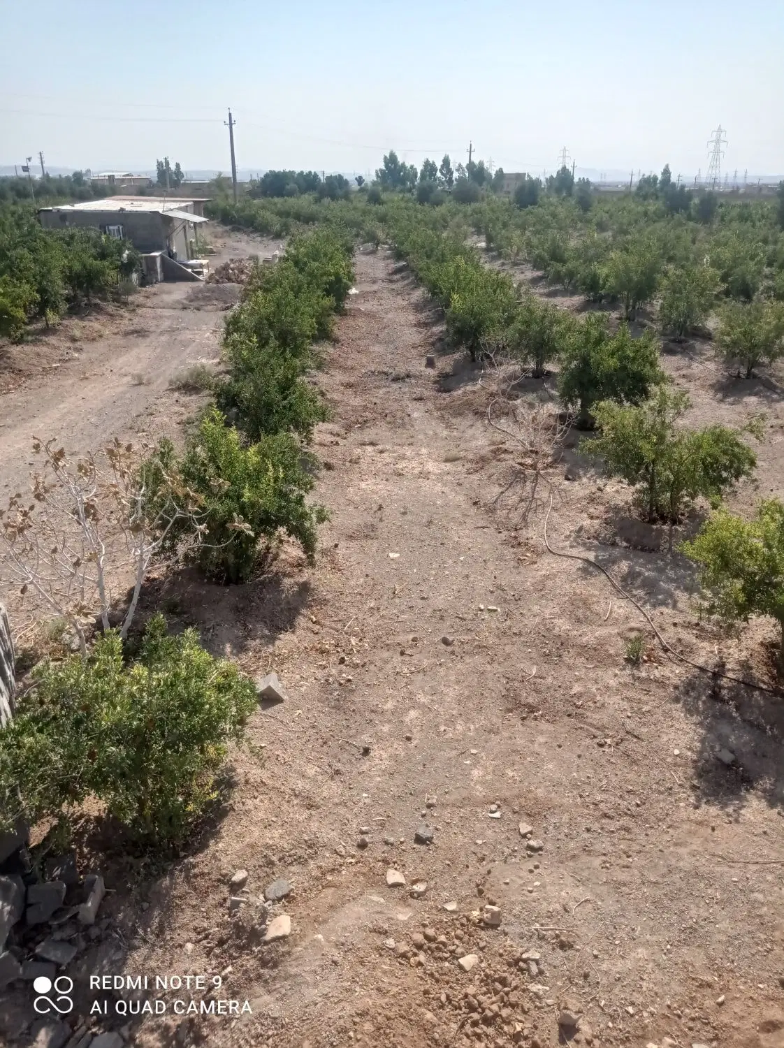 باغ  انار  در یحیی آباد