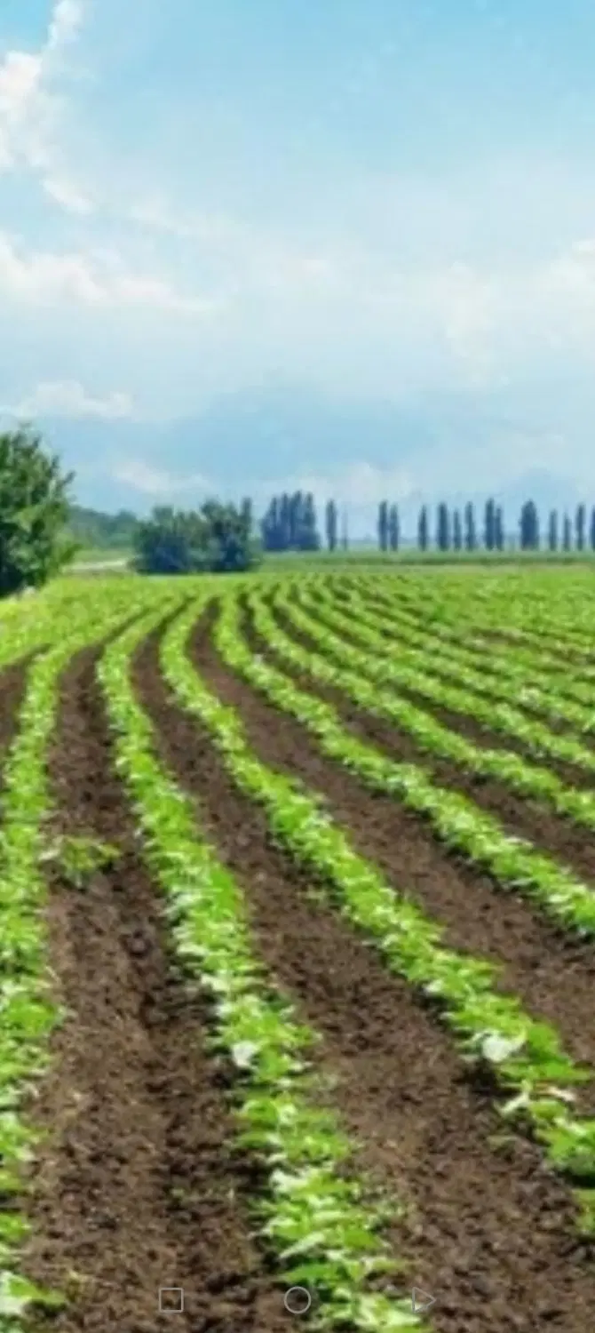 اجاره زمین کشاورزی برای صیفی جات