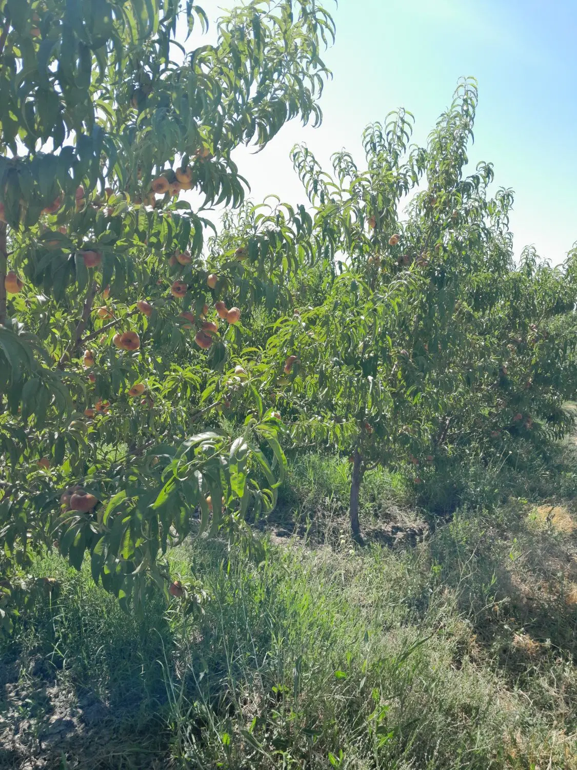 باغچه در سعیدلو