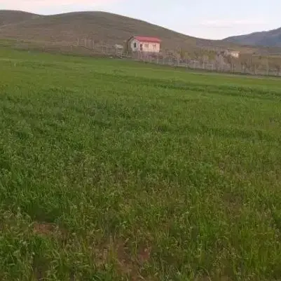 زمین دیمی