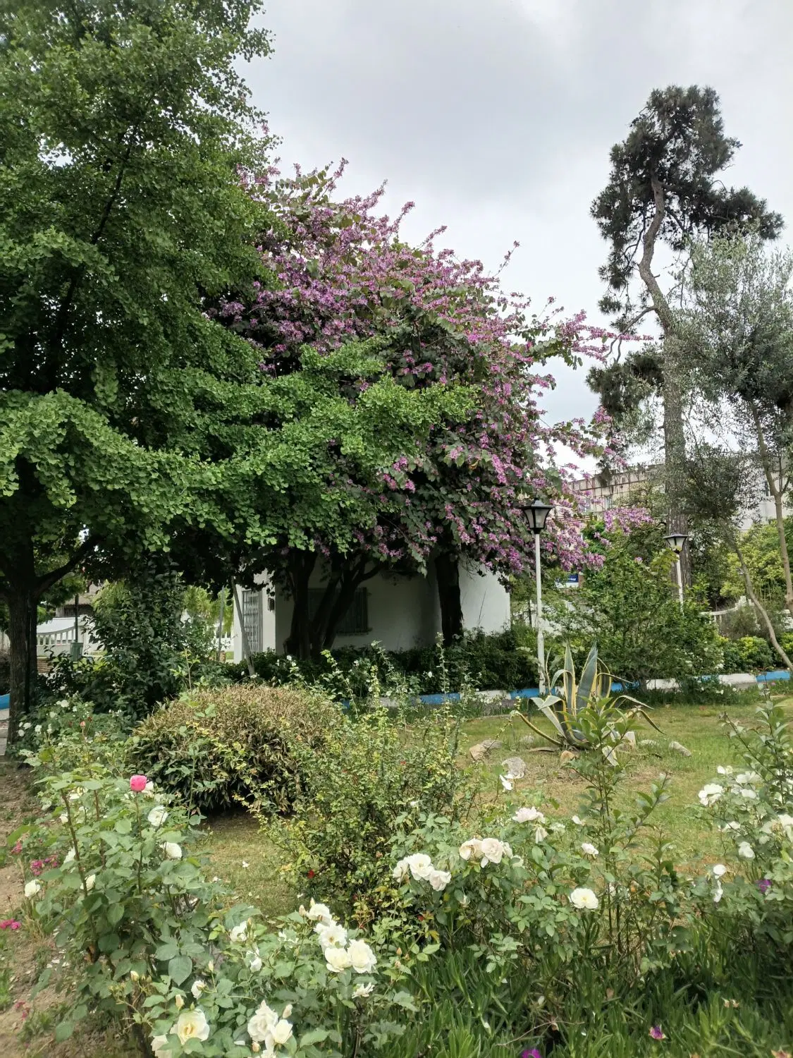 زمین مناسب آپارتمان سازی و ویلا