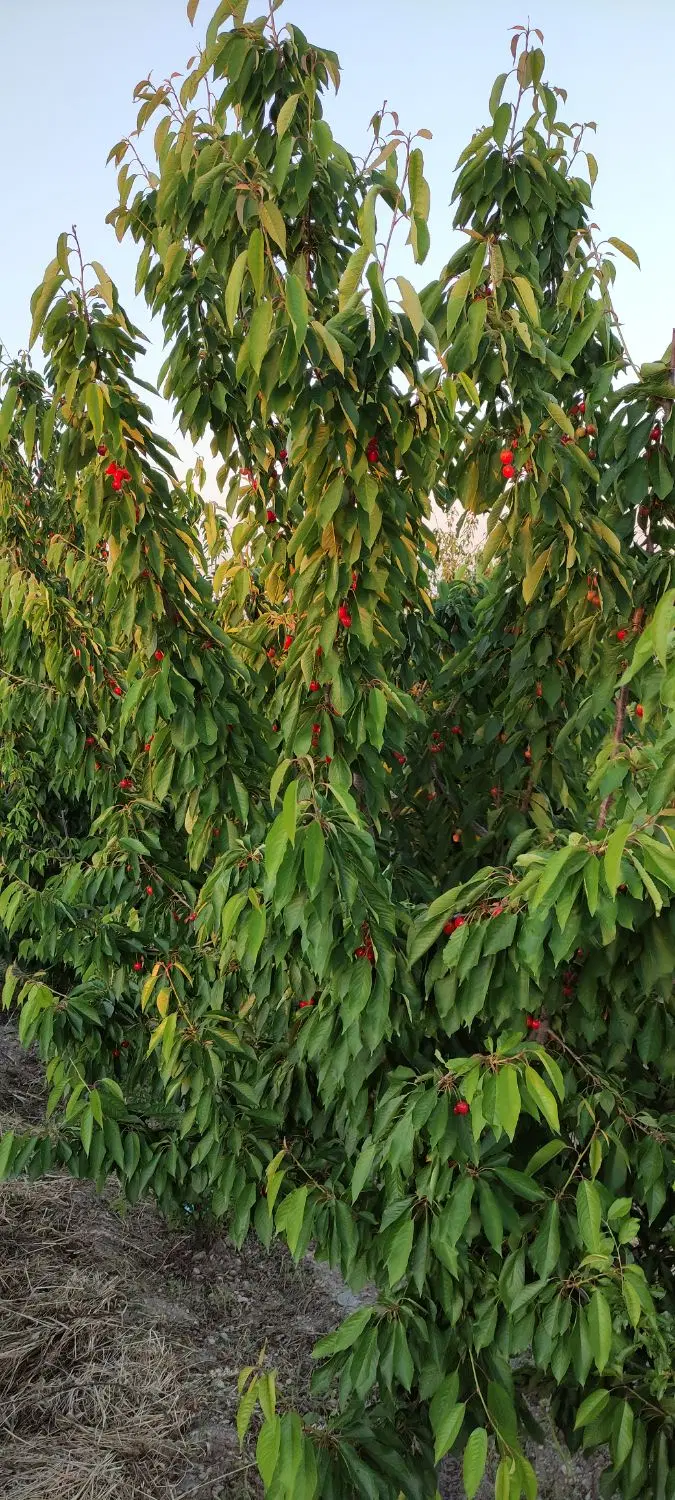 باغ میوه