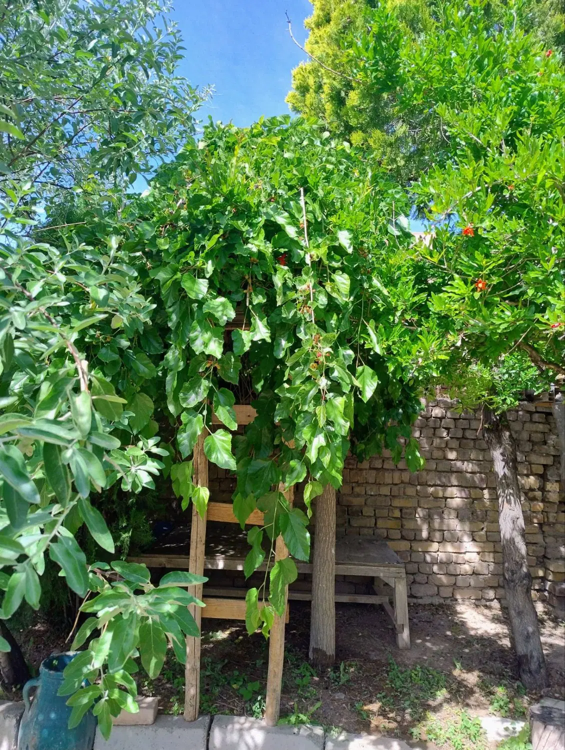یک واحد خانه ویلایی در منطقه خوش آب وهوا