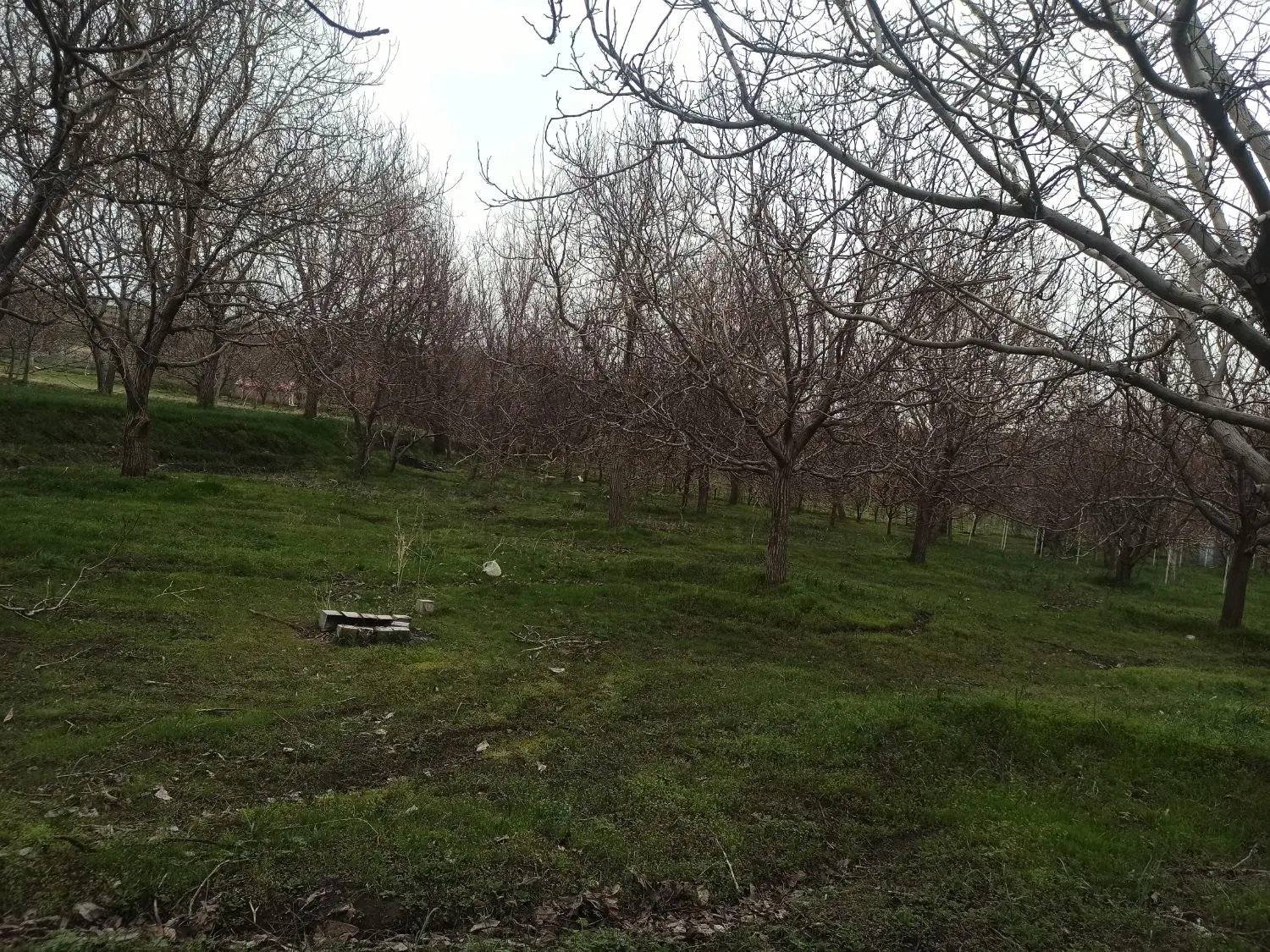 فروش زمین باغی شمس آباد