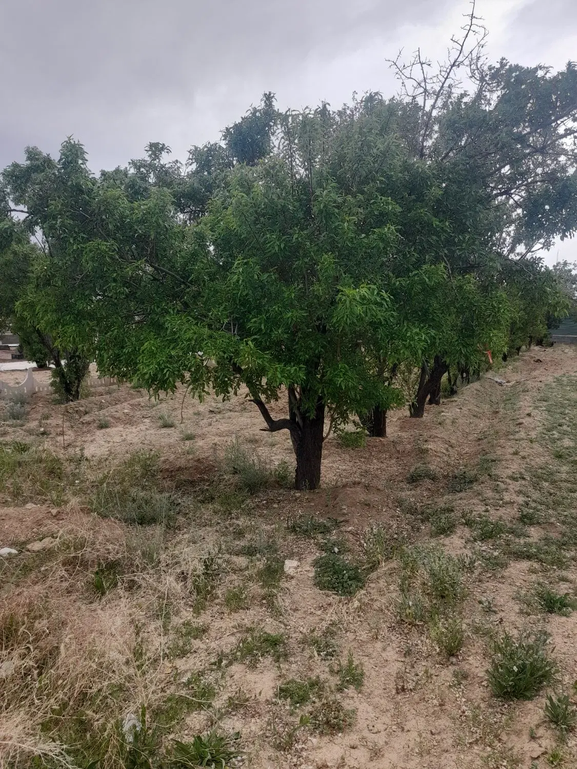 اجاره زمین کشاورزی