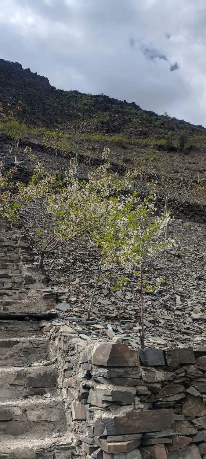 زمین باغ