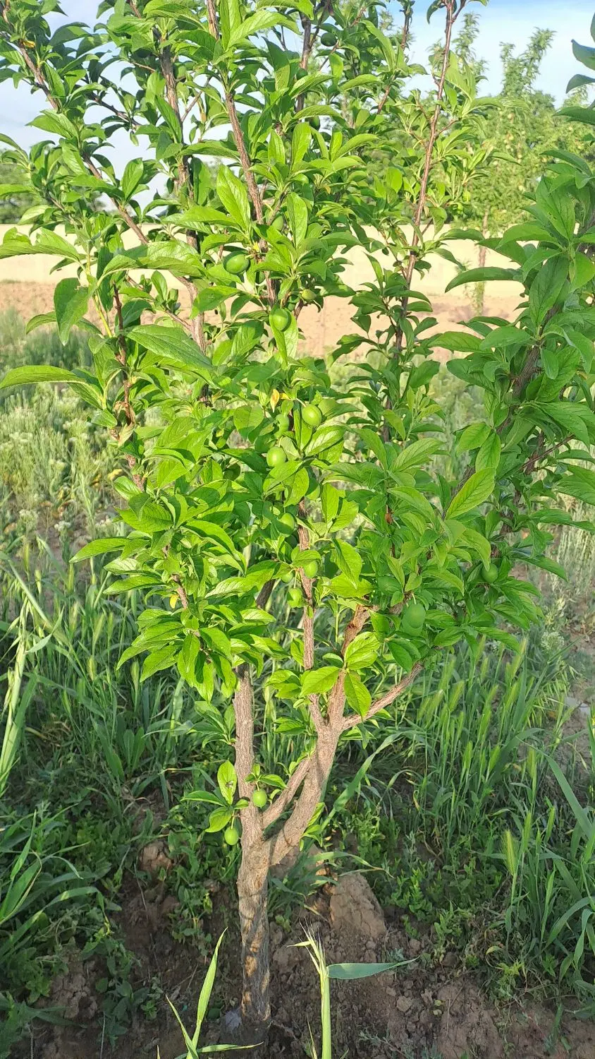 باغچه با سهمیه اب قانونی و مدارک کامل