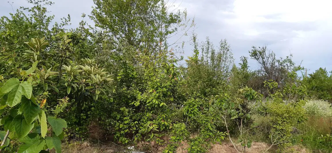زمین باغی